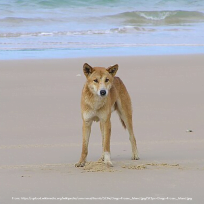 Dingo Fraser Island Australia