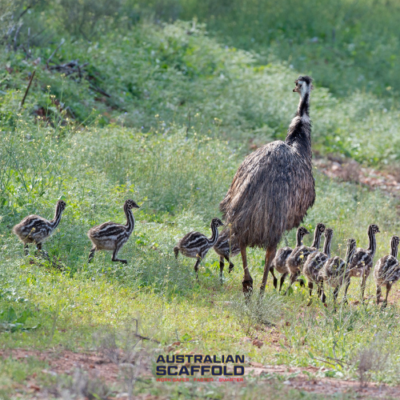 emu's Military Operation