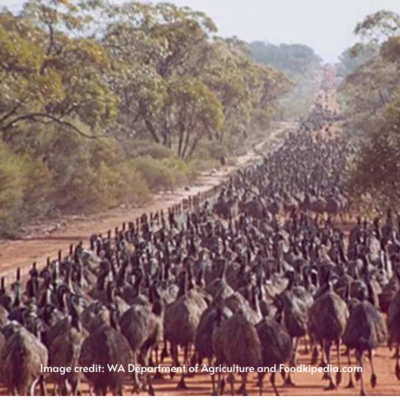 emus in Australia