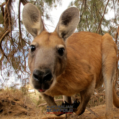 Fun Facts About Australia - Kangaroo